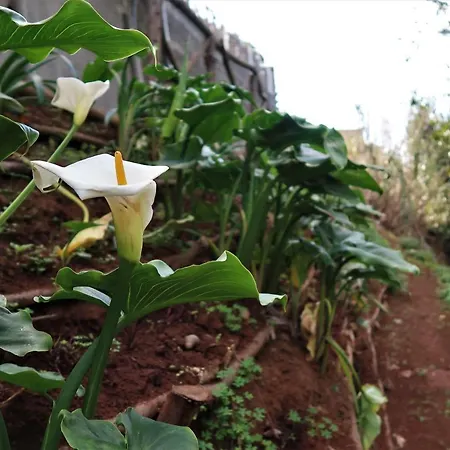 Orman Evi Maria Quinta 13 