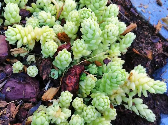 Maria Quinta 13  Maria Quinta * Calheta (Madeira)