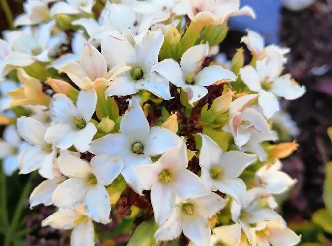 Maria Quinta 13  Maria Quinta * Calheta (Madeira)