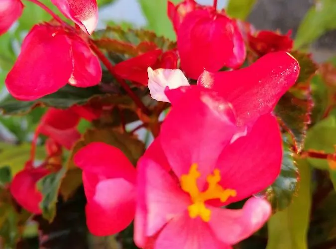 Maria Quinta 13  Maria Quinta Lodge Calheta (Madeira)